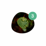 Landscaping in Atlanta